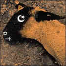 cd: Ministry: Animositisomina