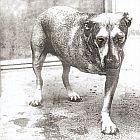 cd: Alice in chains: Alice in chains