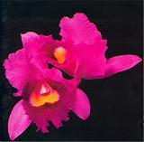 cd: Opeth: Orchid