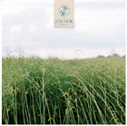 lp: Anchor: Recovery