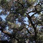 lp: Charles Manson: Trees